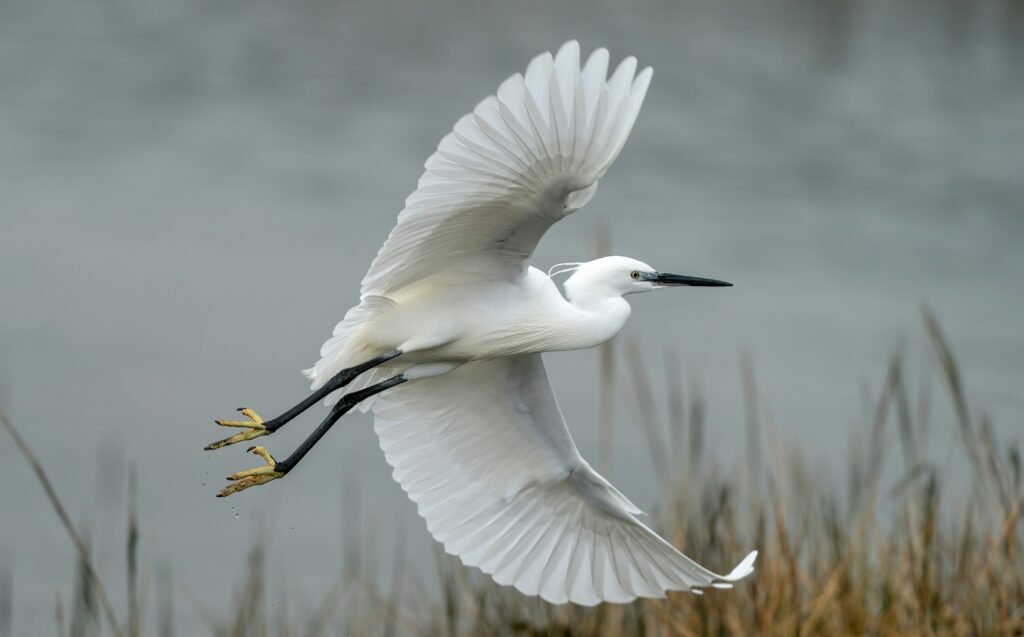 little egrets