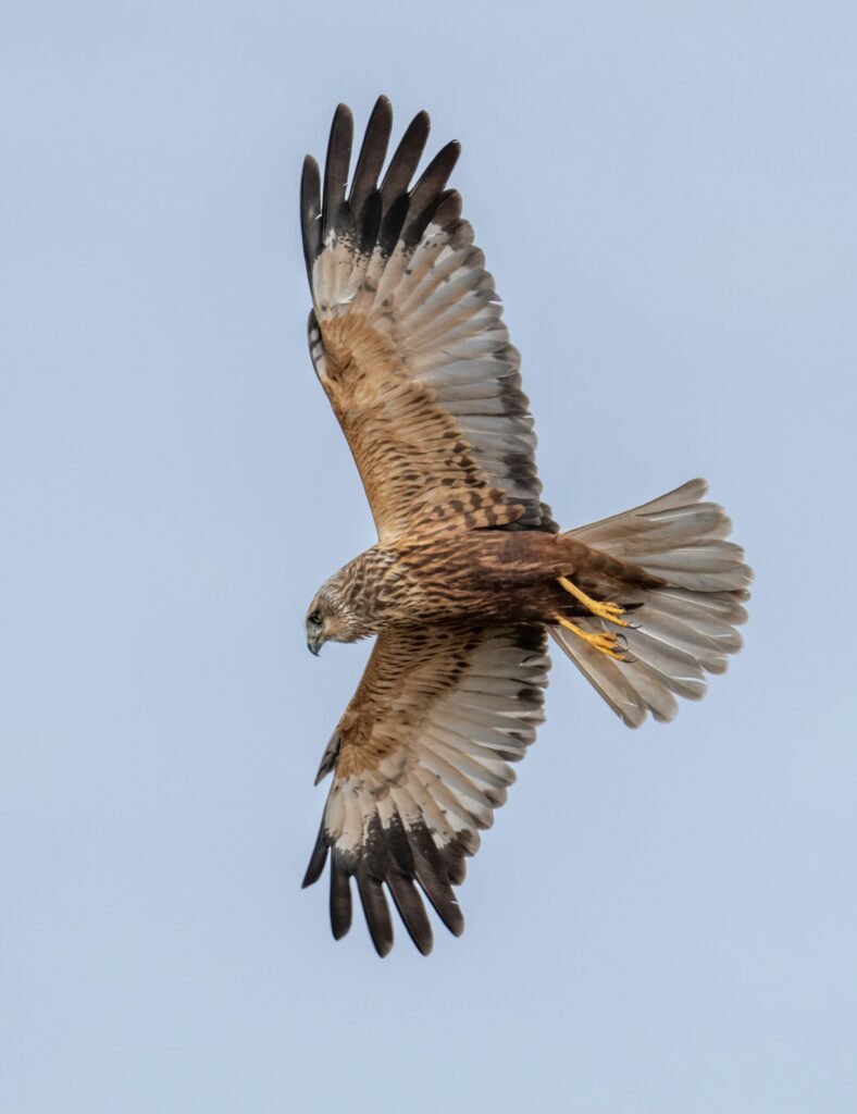 marsh harriers