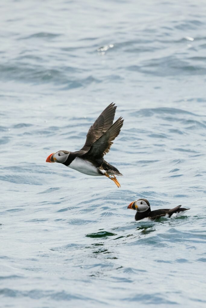 puffin on the water