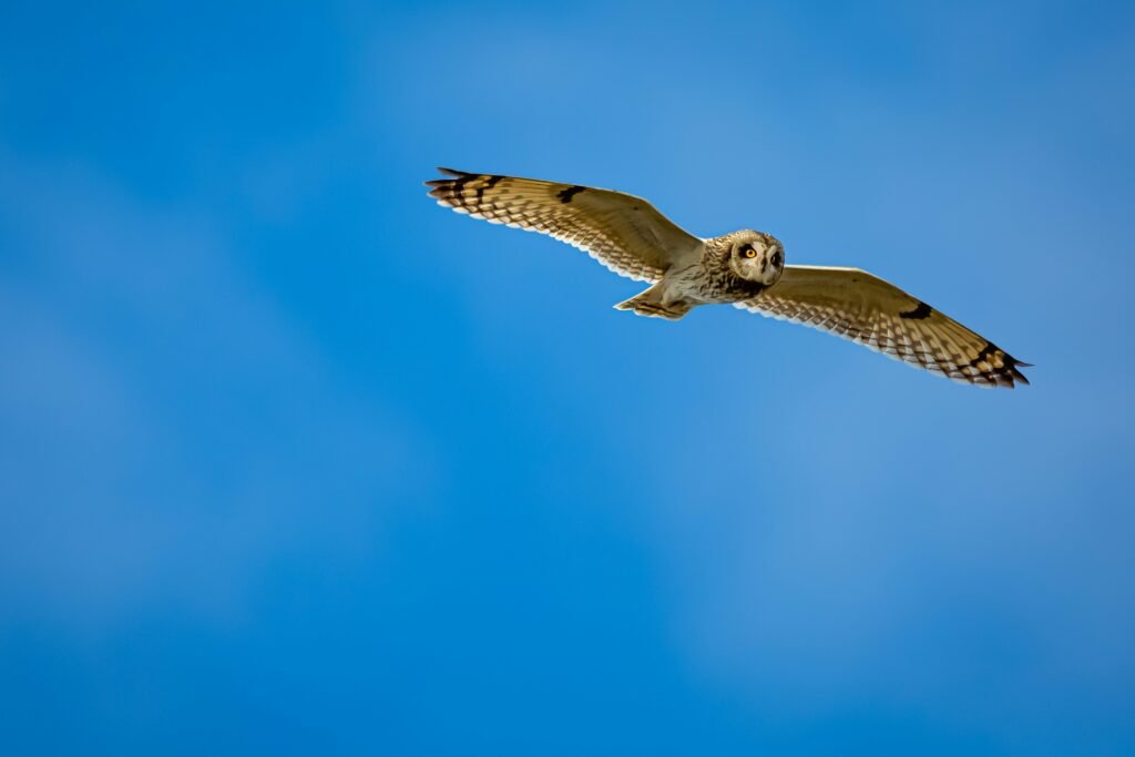 short eared owl 2