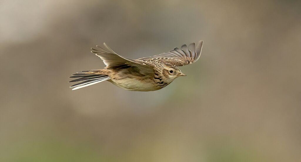 Best Lancashire Coastal Walks and Forest Trails skylark