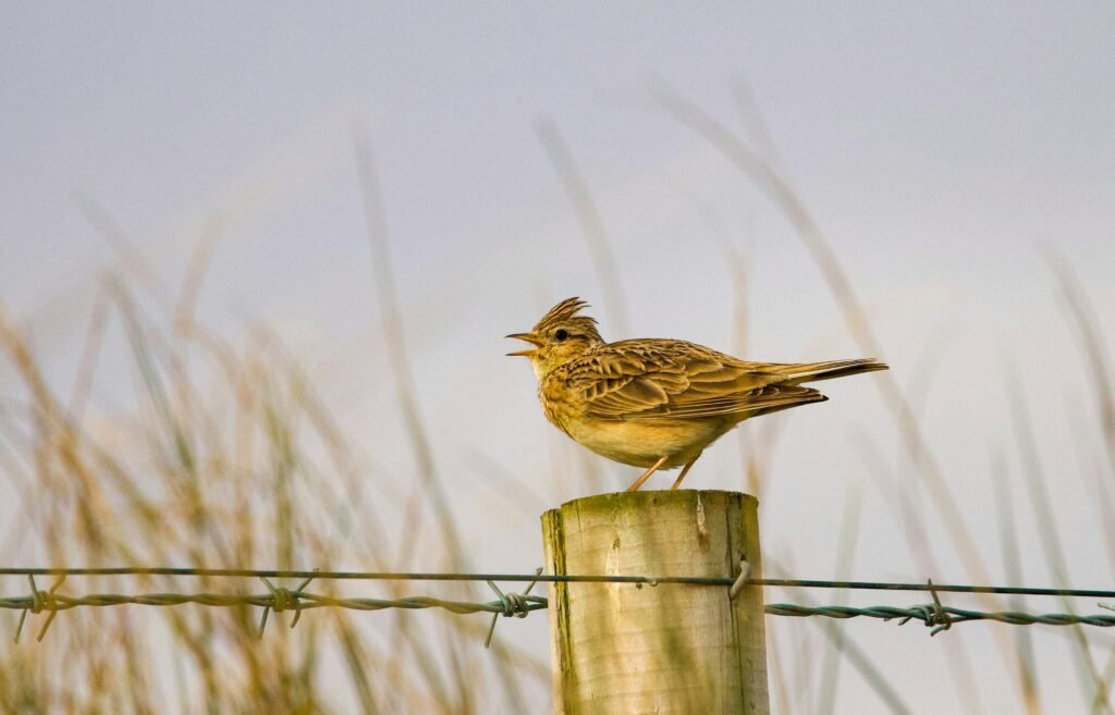 East Lothian Coastal Paths: Stunning Harbour Villages, Hidden Beaches & Scenic Walks skylark