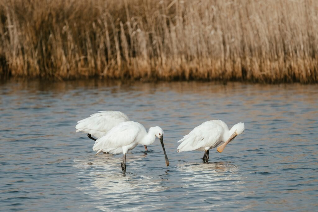 spoonbills